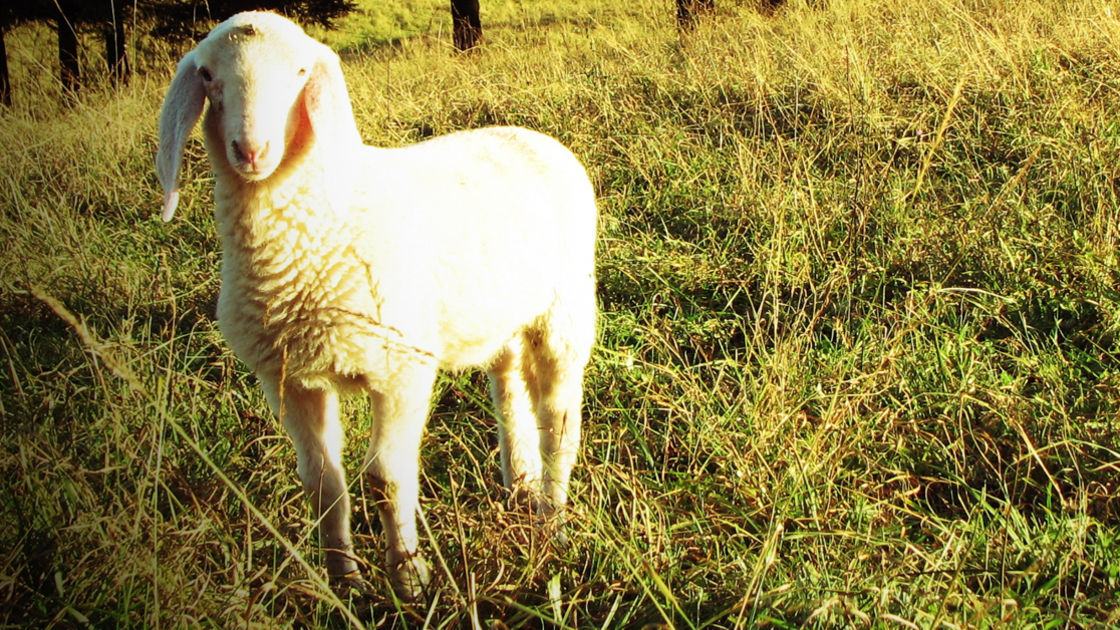 16x9(Love is a sacrifice)
two young lambs grazing in the Hill vintage effect