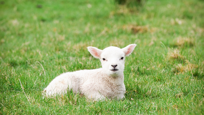 16x9(The Passover focus)
A single young lamb in a grass field, looking at the camera.