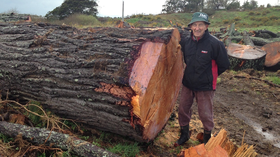 NZ Firewood 4 (16x9).jpg