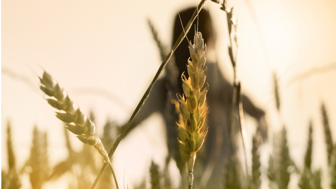 Woman silhouette in wheat field, focus on plants