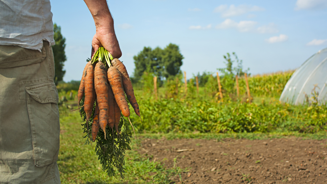 Partial image of a male  farmer / gardener collecting carrot harvest on a summers day