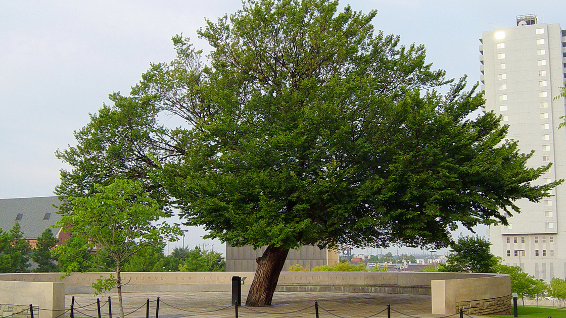 The Oklahoma City National Memorial Survivor Tree (Dustin M. Ramsey)